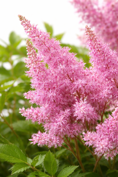 Астильба арендса Cattleya в саду